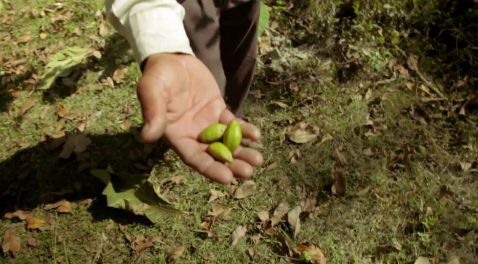 印度一岛民坚持种树35年,将550公顷荒岛变森林--置顶表情