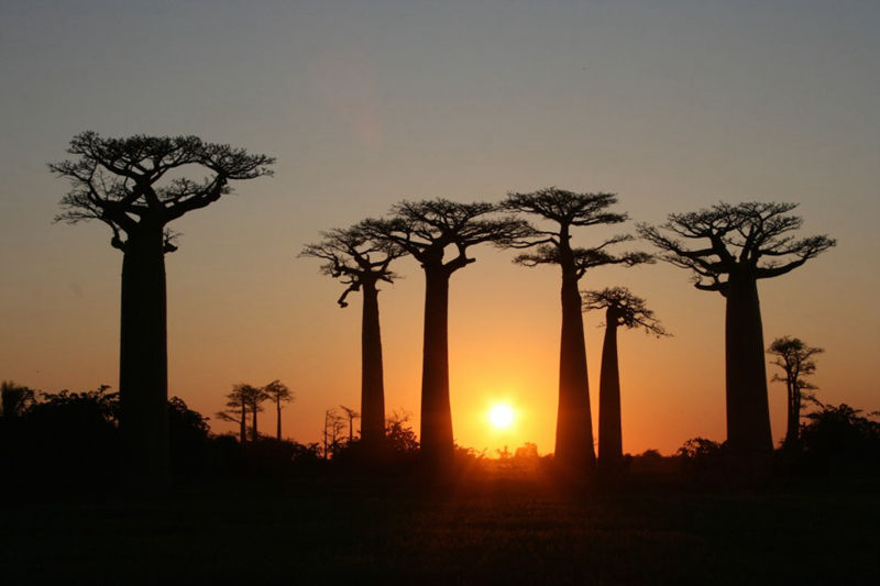 8个与众不同的森林,像来自外星球--置顶表情