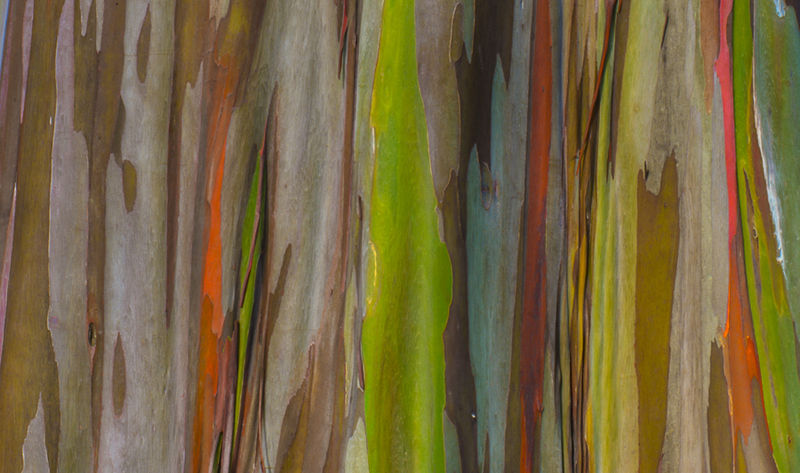 8个与众不同的森林,像来自外星球--置顶表情